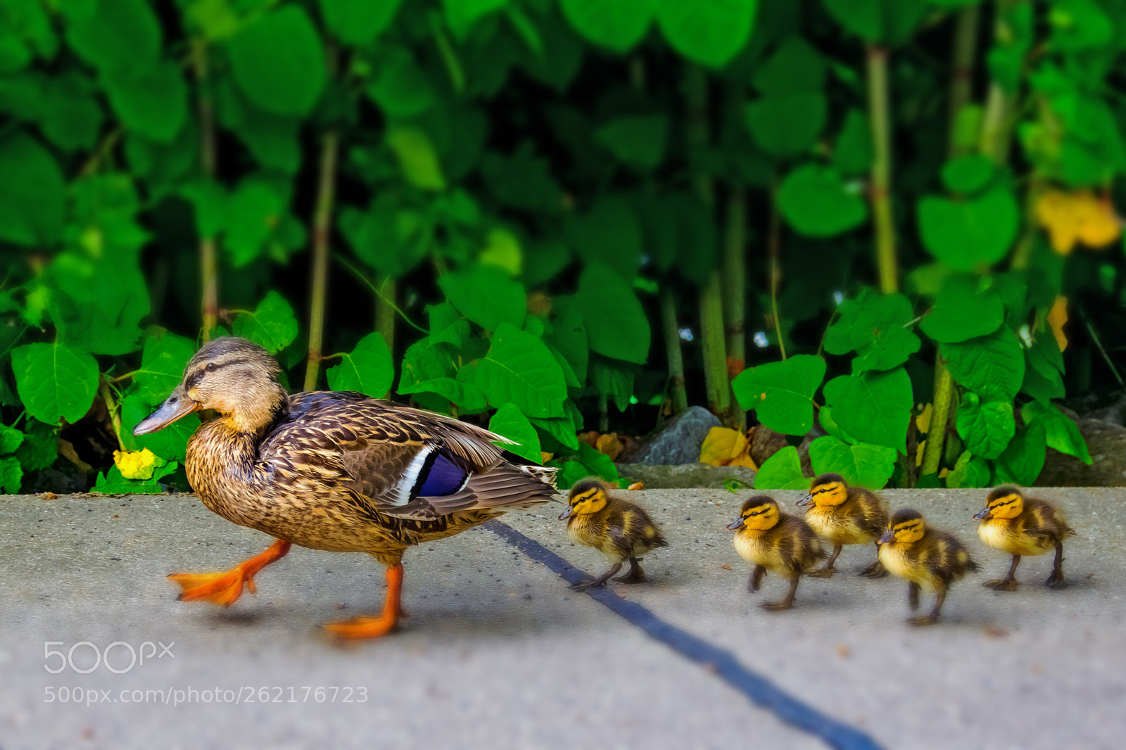 Nikon D5300 sample photo. Familienspaziergang photography