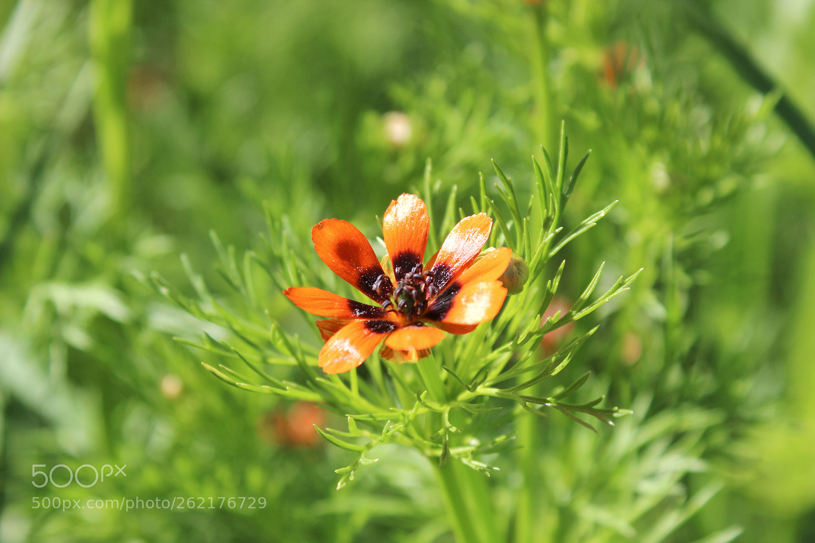 Canon EOS 600D (Rebel EOS T3i / EOS Kiss X5) sample photo. Untitled photography