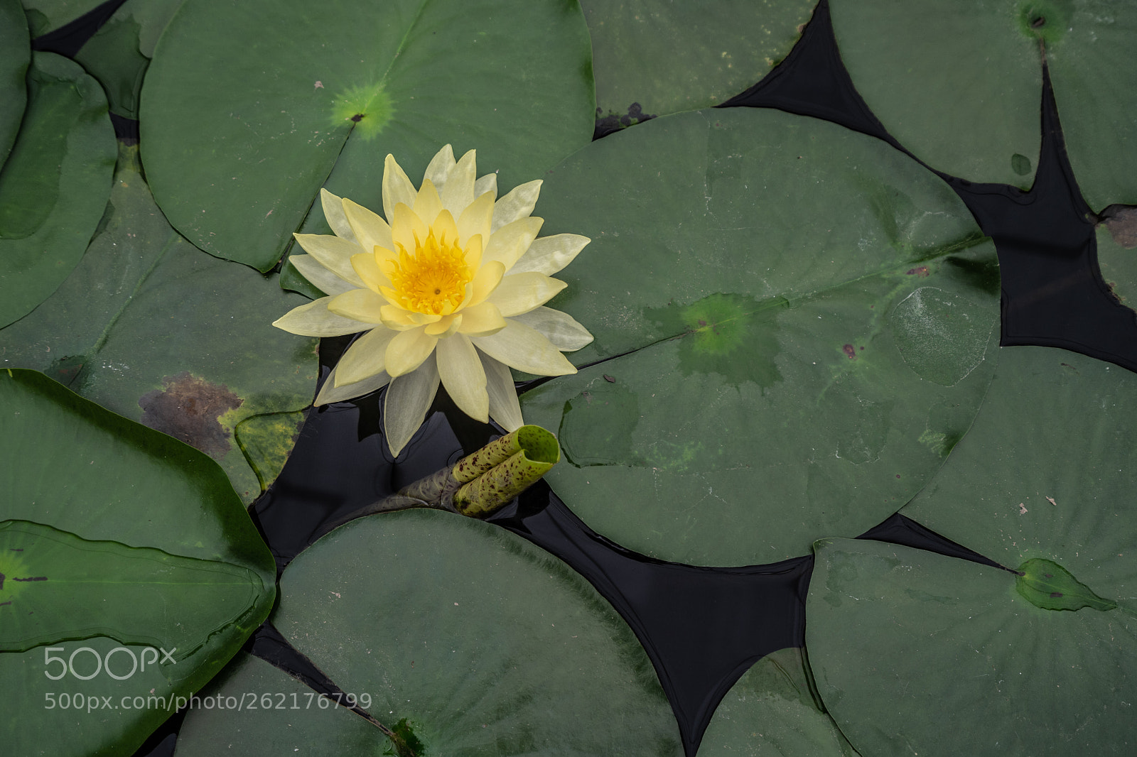 Sony a7 III sample photo. Lotus flower from above photography
