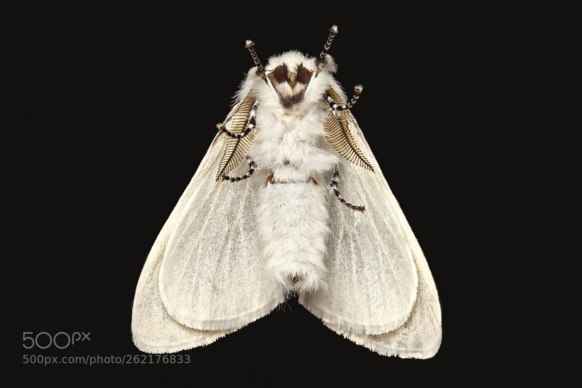 Canon EOS 6D sample photo. White satin moth photography
