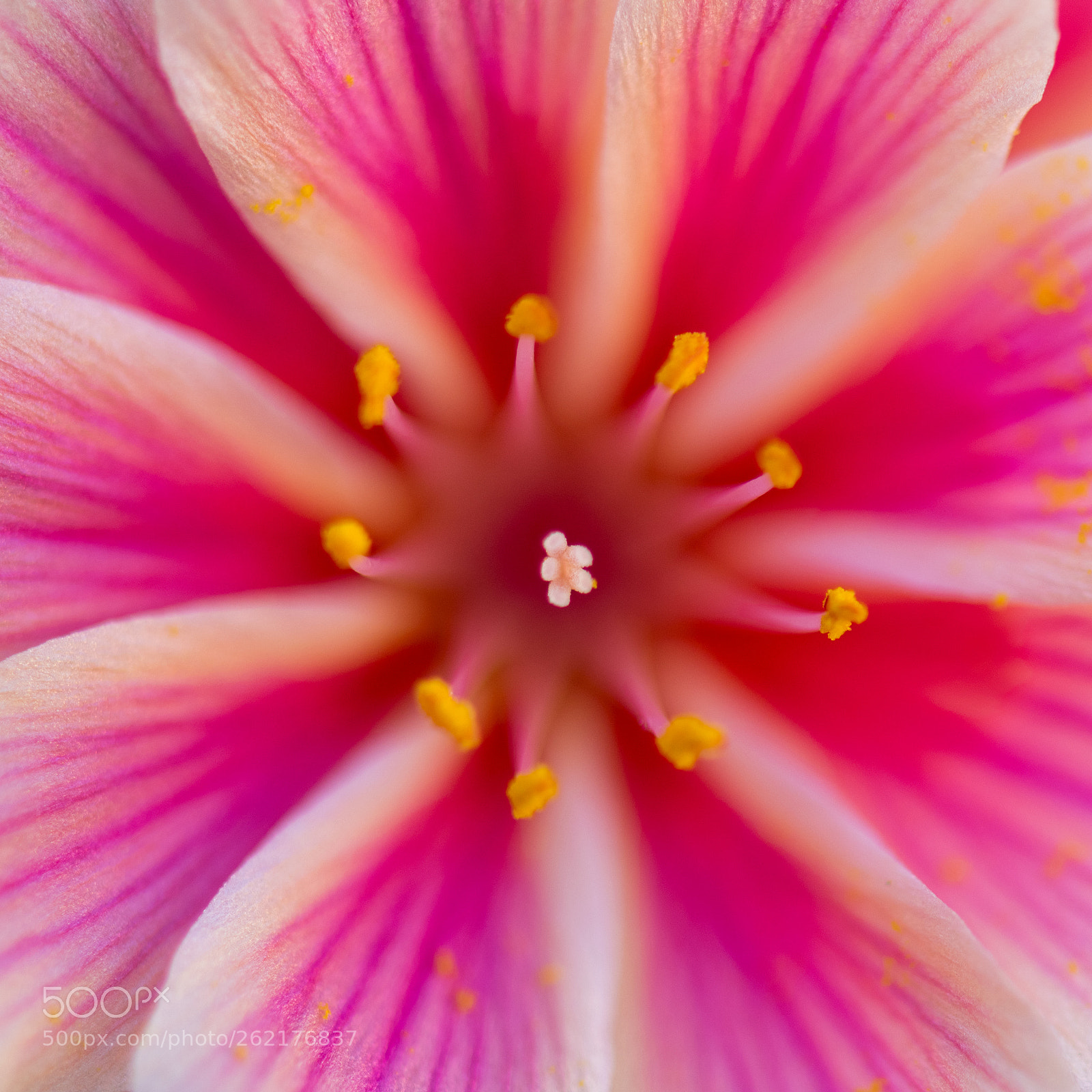 Nikon D850 sample photo. Pink! photography