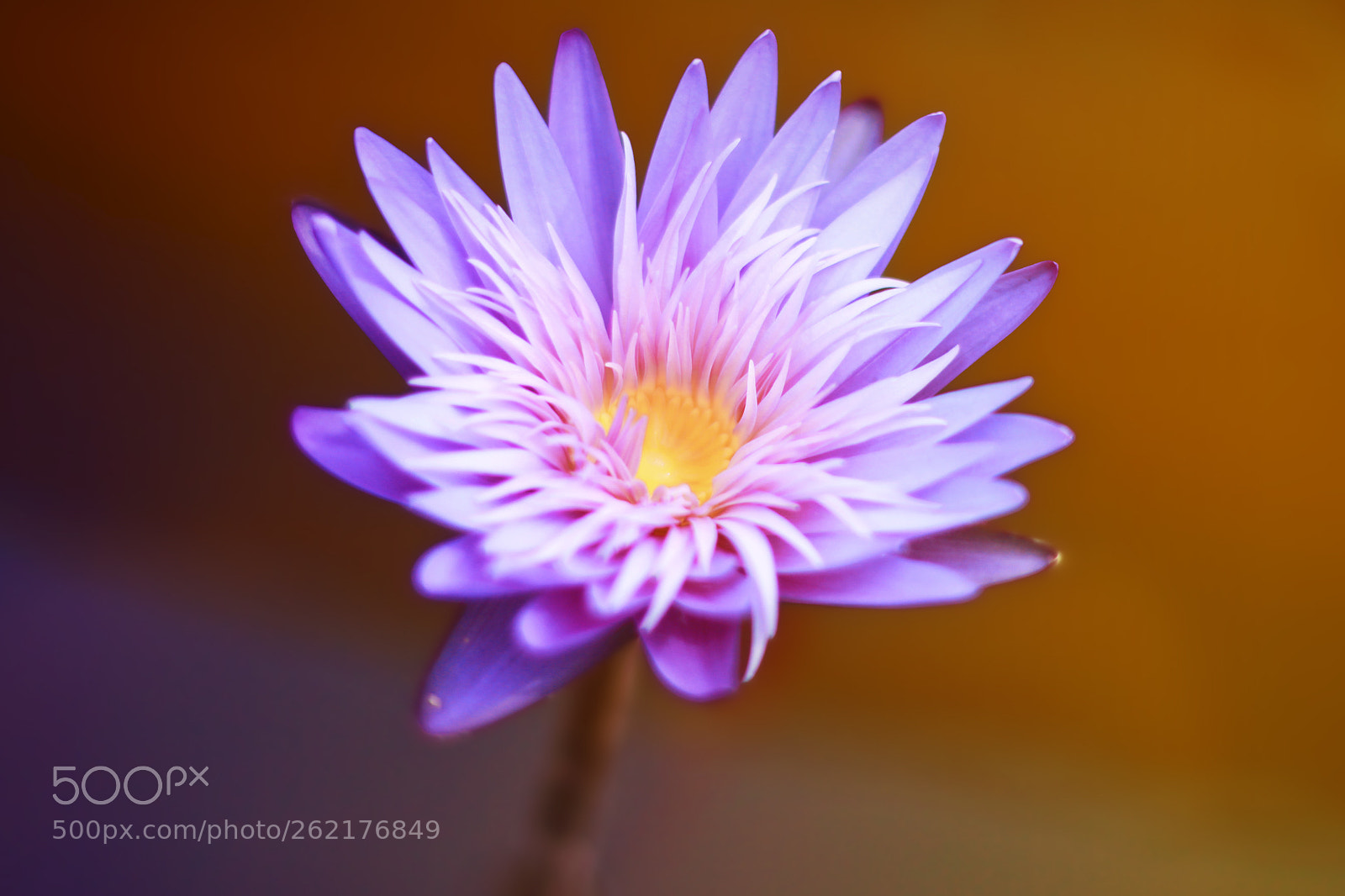 Canon EOS 70D sample photo. Colorful flower~ photography