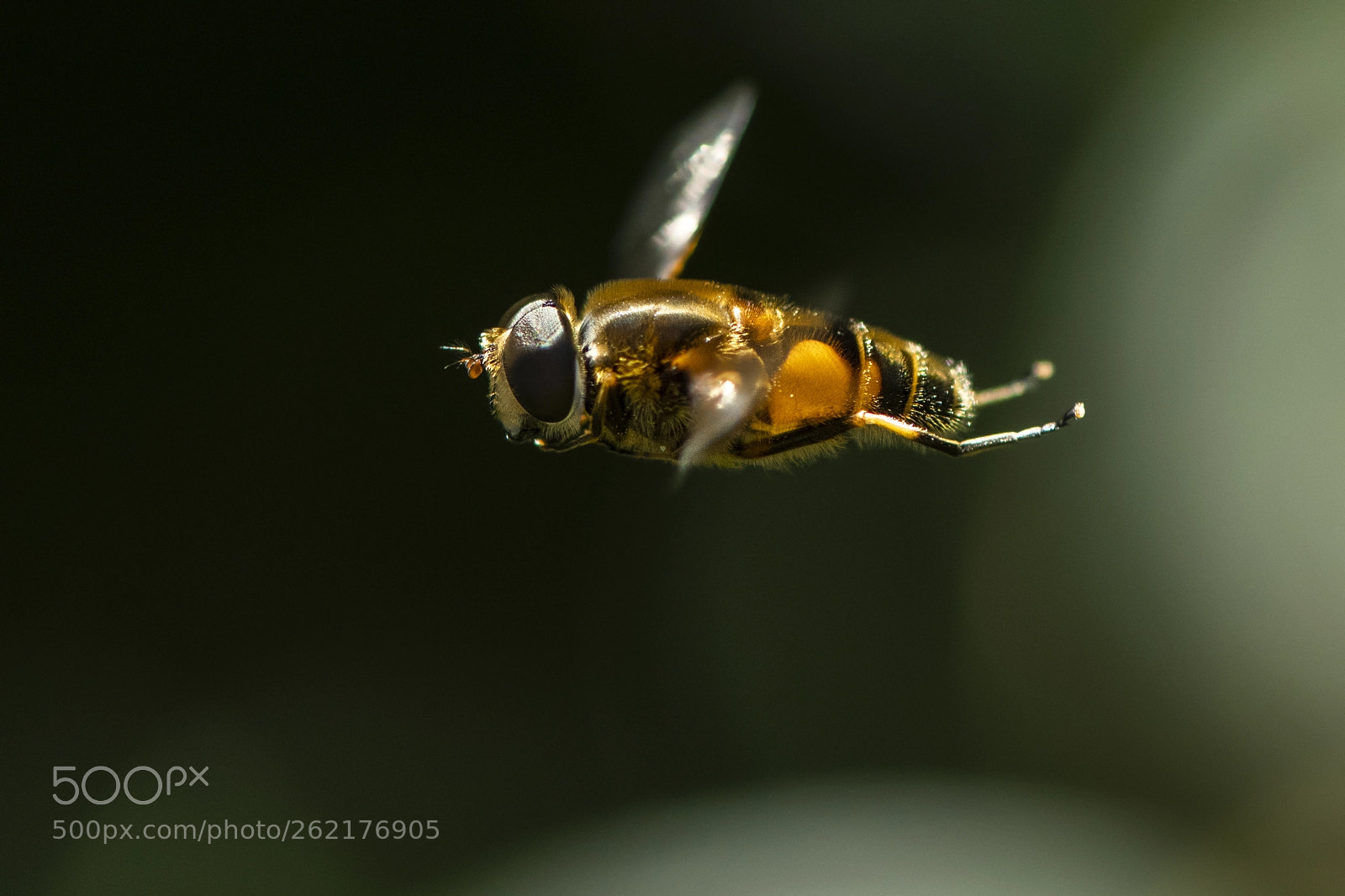 Nikon D850 sample photo. Eristalis tenax - drone photography