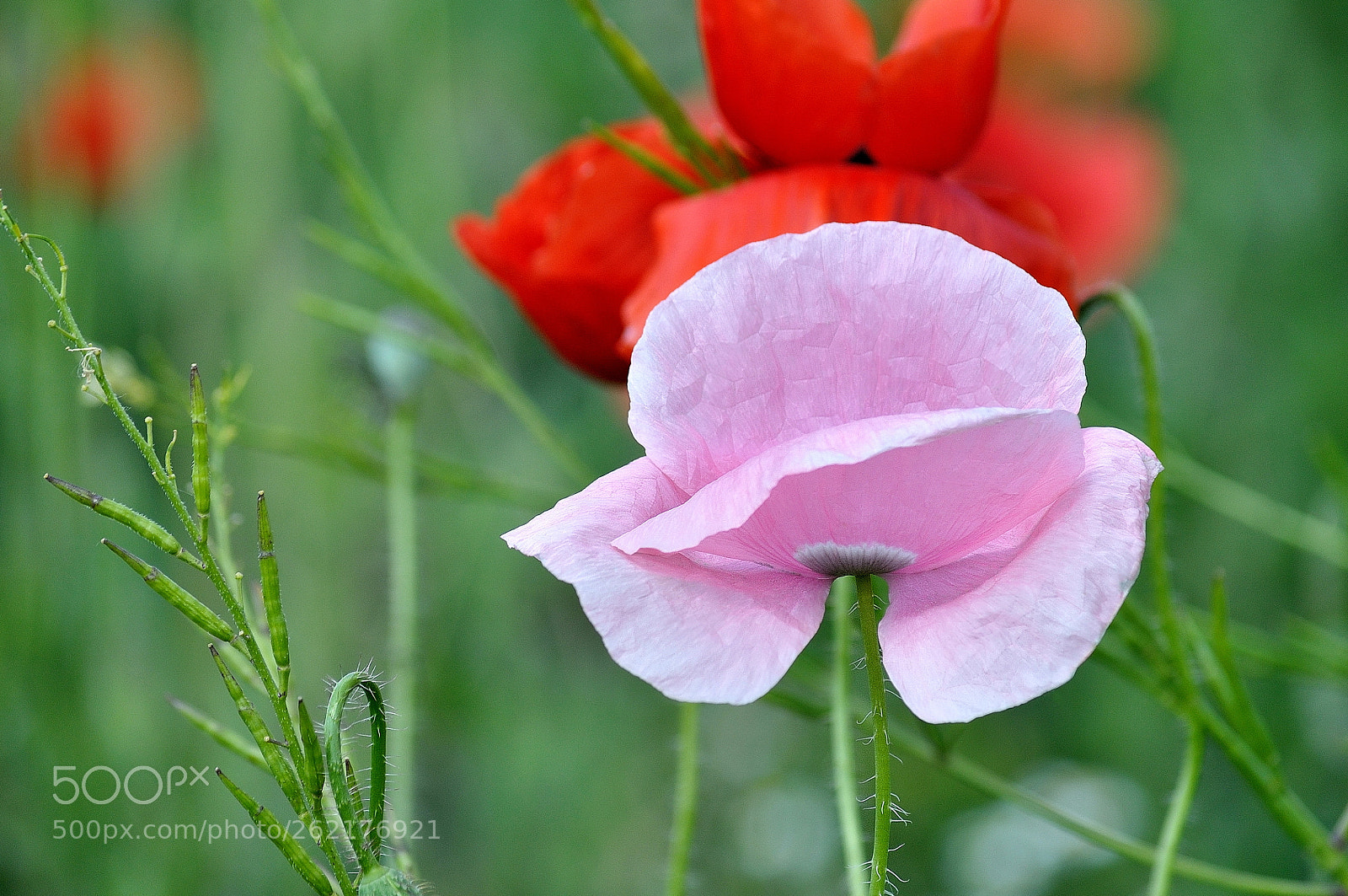 Nikon D5000 sample photo. Pink photography
