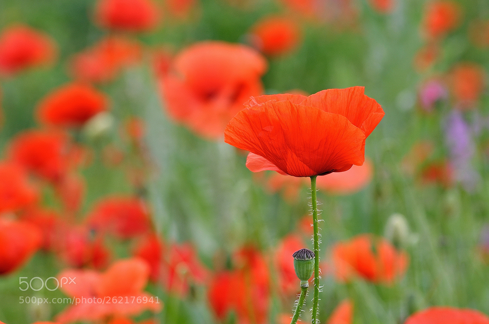 Nikon D5000 sample photo. Poppy photography