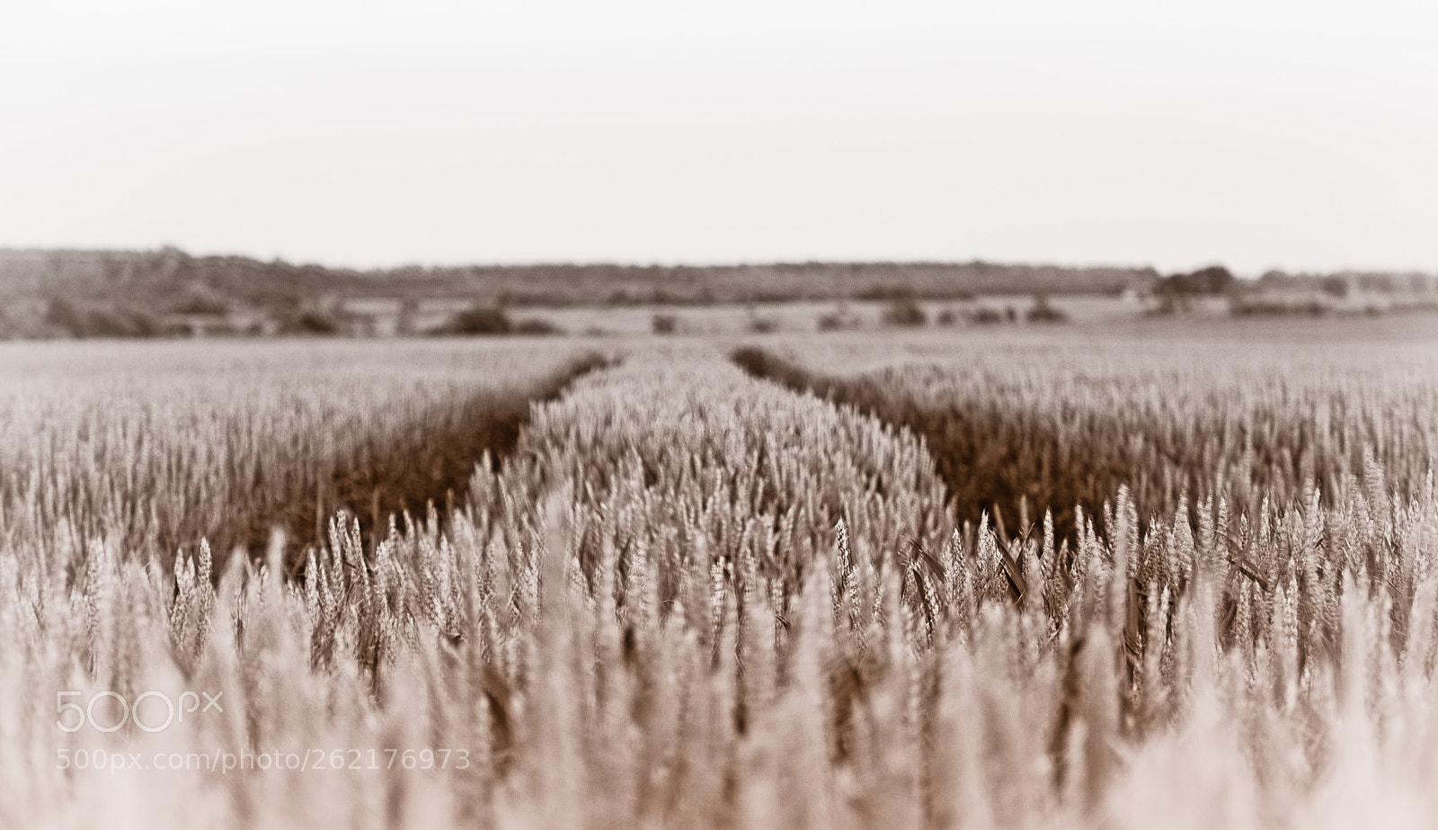 Nikon D90 sample photo. Vintage style photo of photography