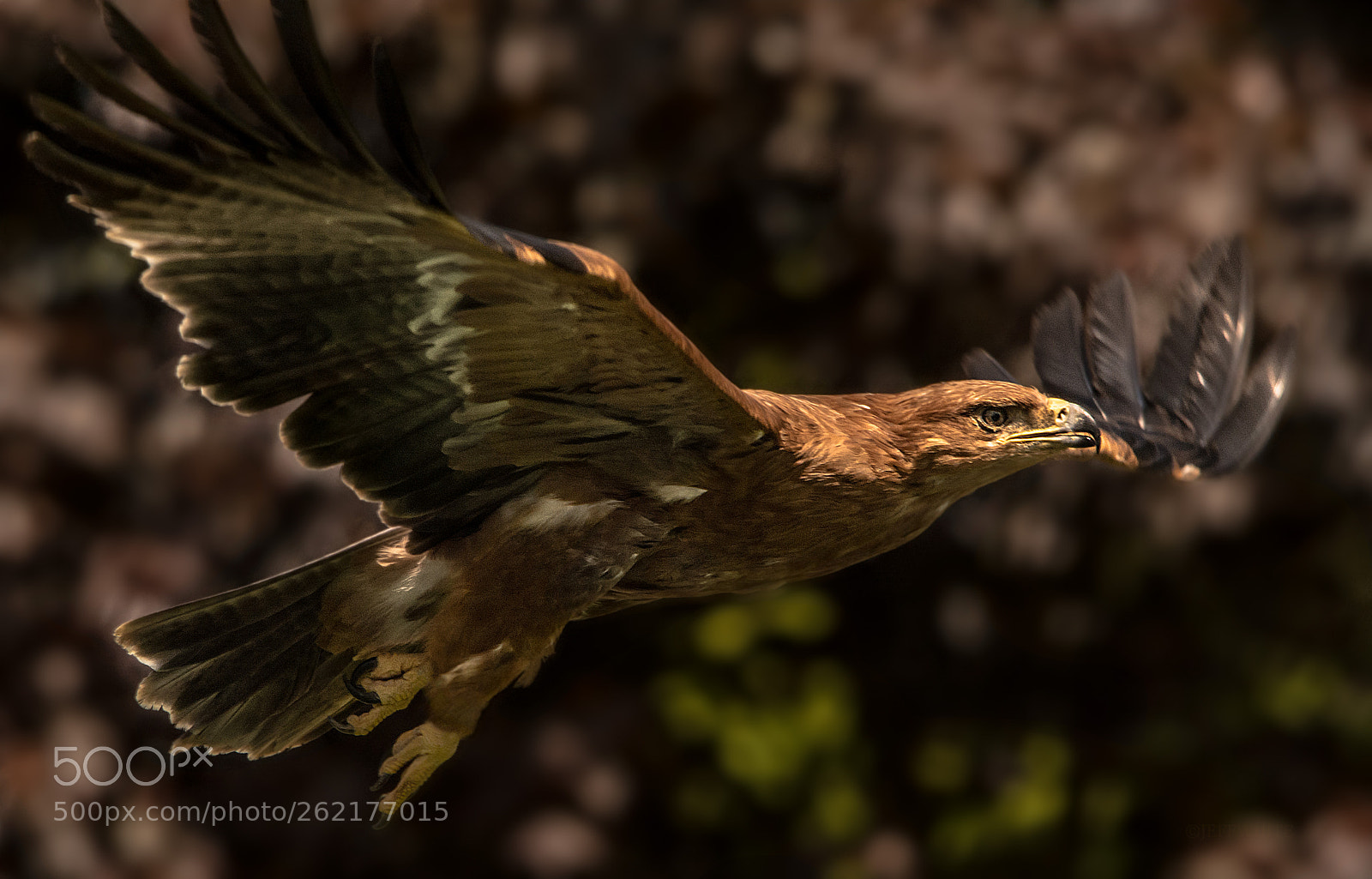 Nikon D7100 sample photo. Where eagles dare photography
