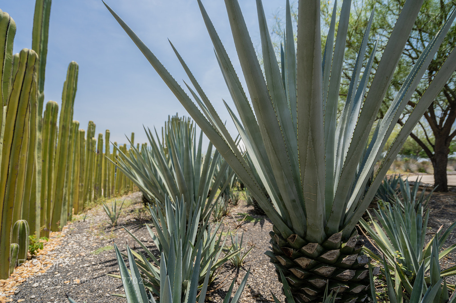 Sony a7 III sample photo. Agave and cactus photography