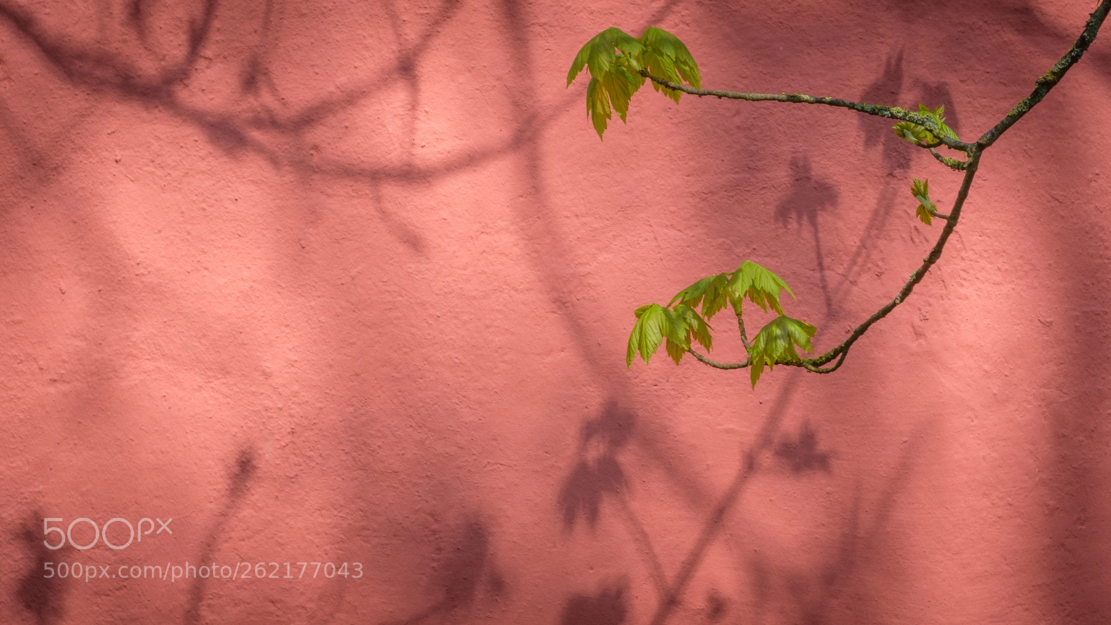 Fujifilm X-T2 sample photo. Shadow play photography