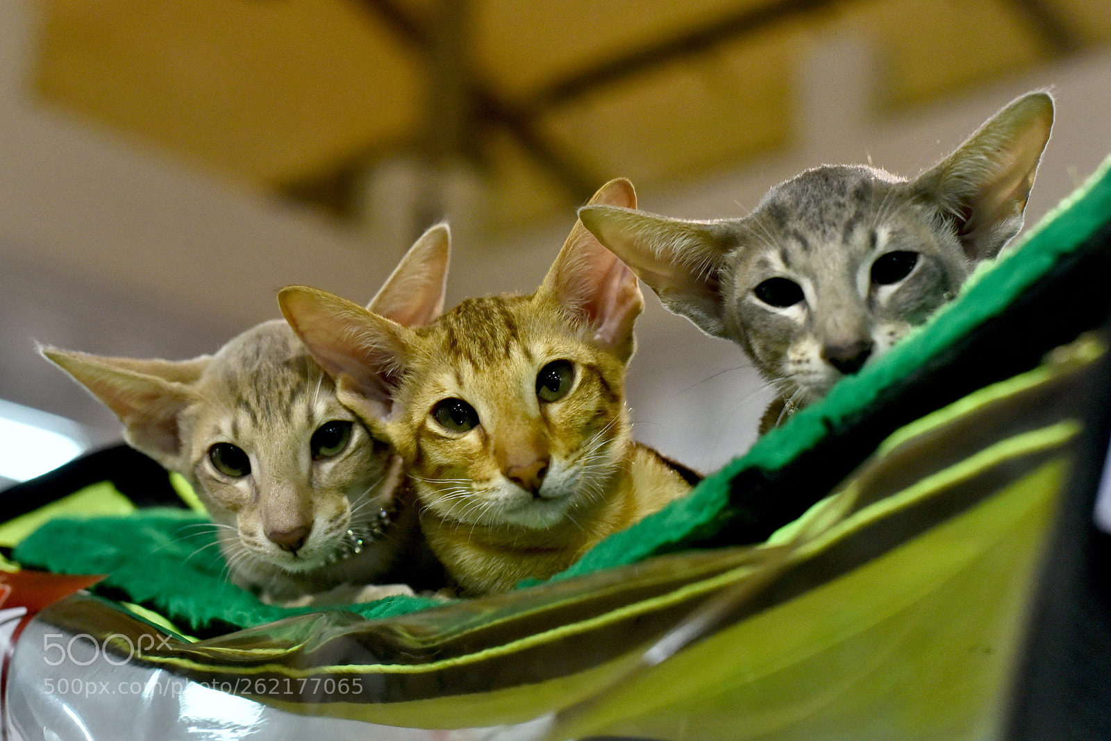 Nikon D750 sample photo. Trio.... photography