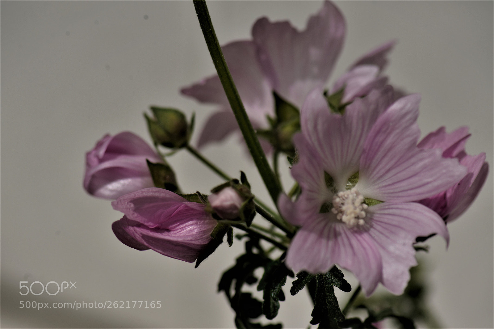 Nikon D700 sample photo. A unknown flower in photography