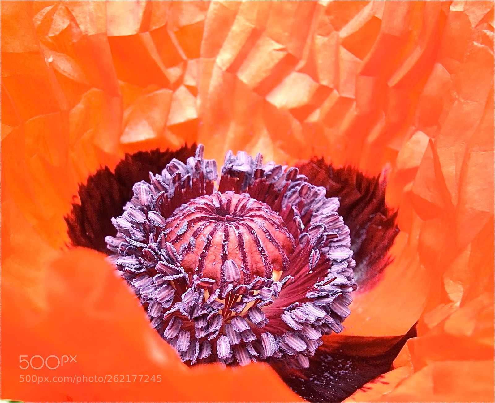 Nikon Coolpix P7100 sample photo. Poppy beauty photography