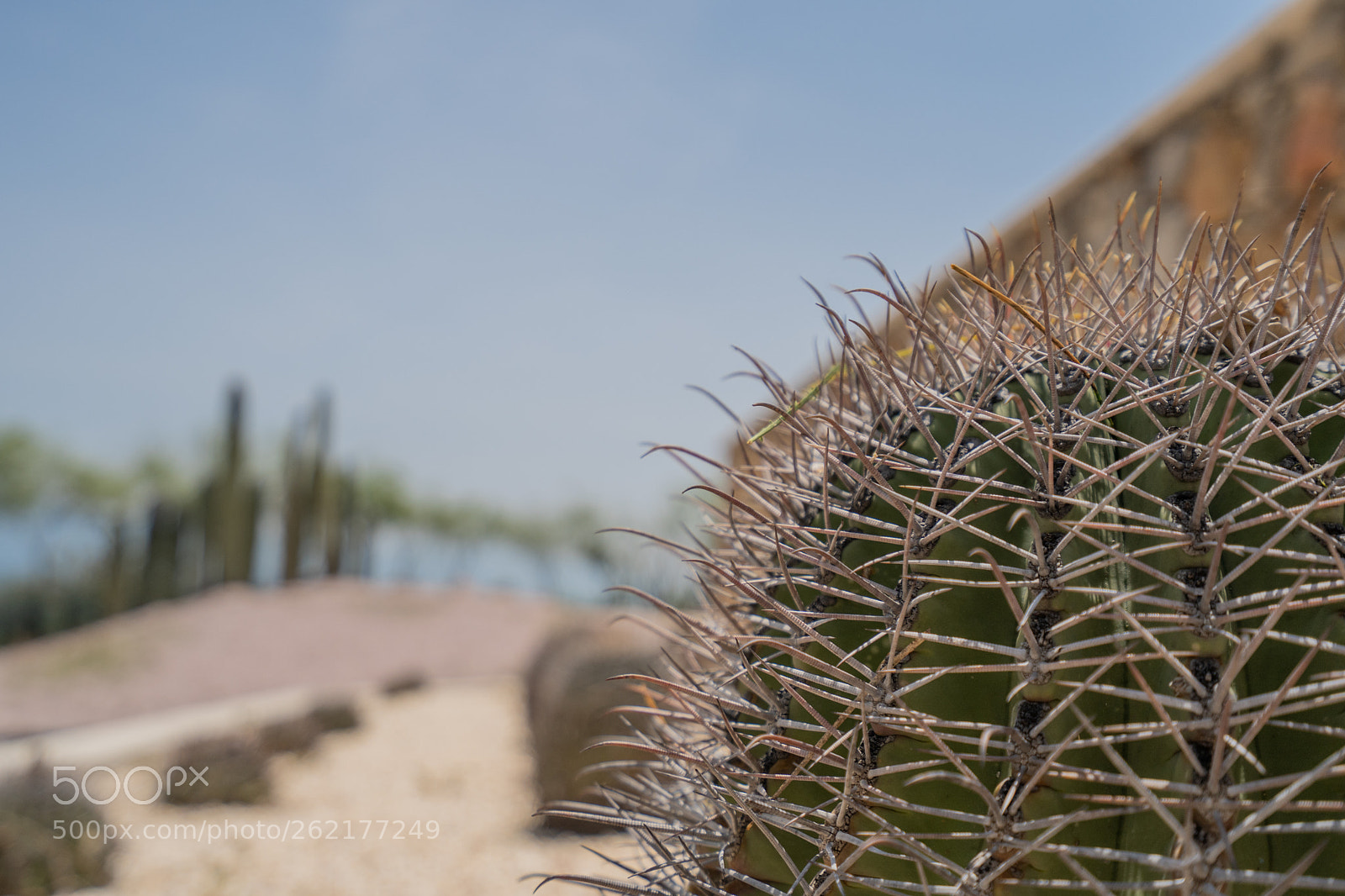 Sony a7 III sample photo. Cactus spines photography