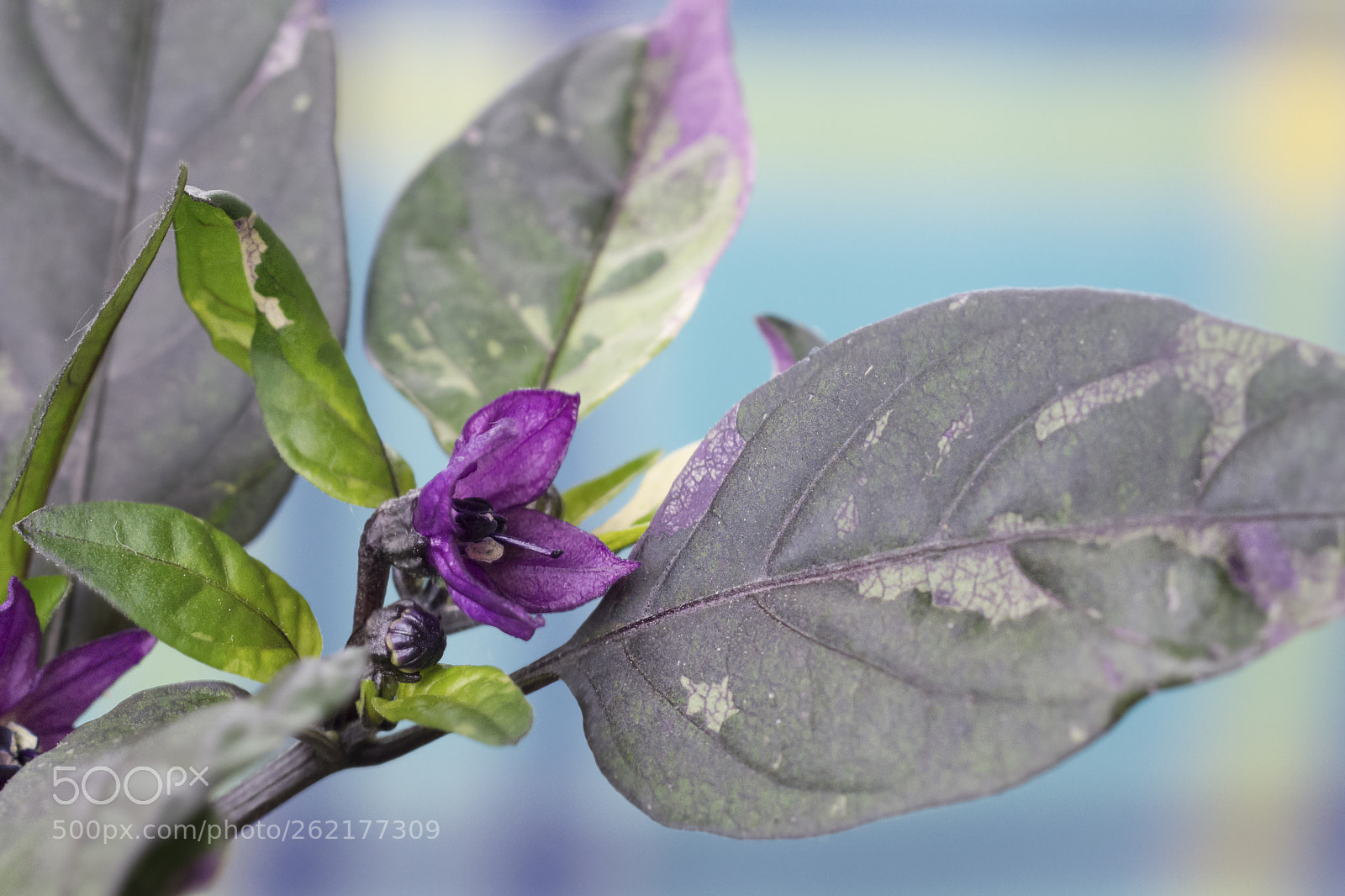 Nikon D7100 sample photo. Chili purple flash photography