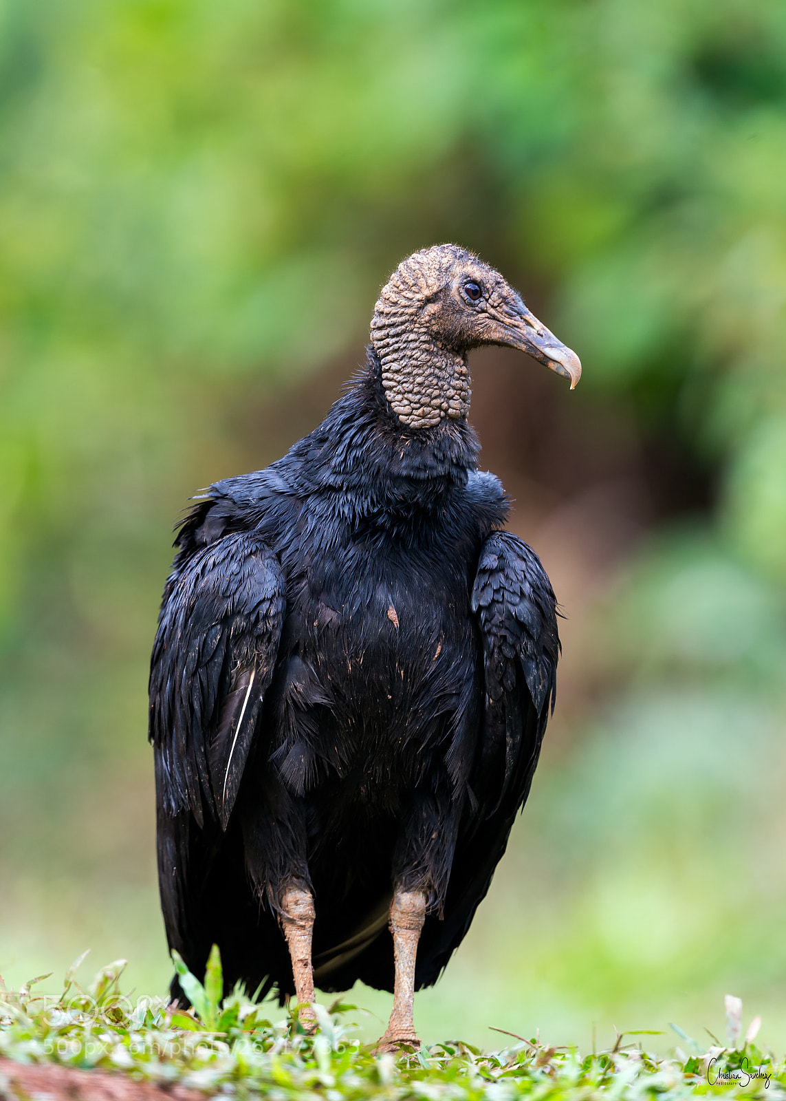 Nikon D4 sample photo. Black vulture photography