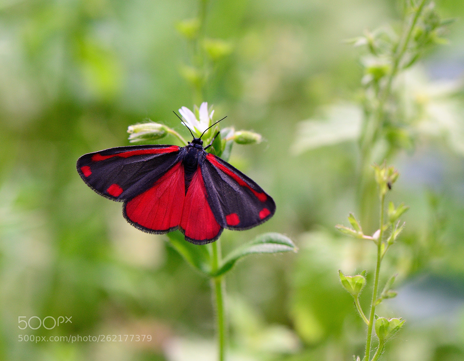 Nikon AF-S Micro-Nikkor 105mm F2.8G IF-ED VR sample photo. Tyria jacobaeae photography