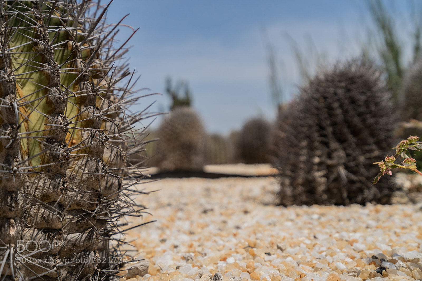 Sony a7 III sample photo. Some cactus spines photography