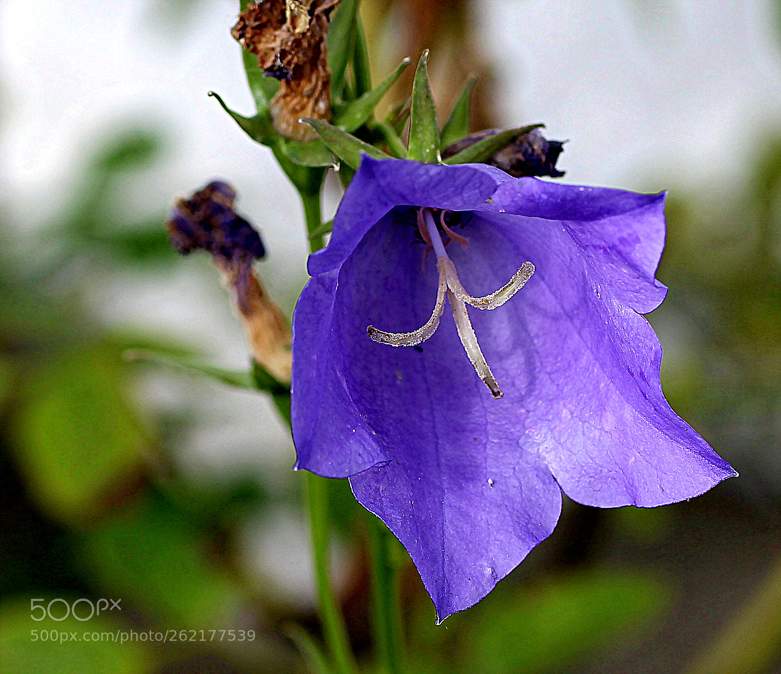 Tamron SP AF 90mm F2.8 Di Macro sample photo. Img photography