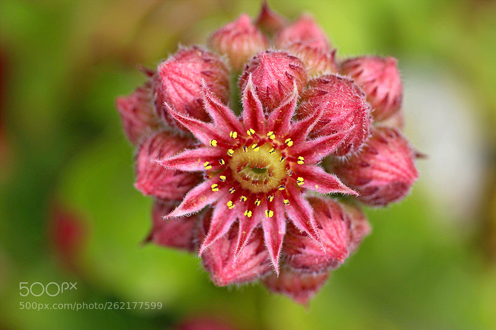 Tamron SP AF 90mm F2.8 Di Macro sample photo. Img photography
