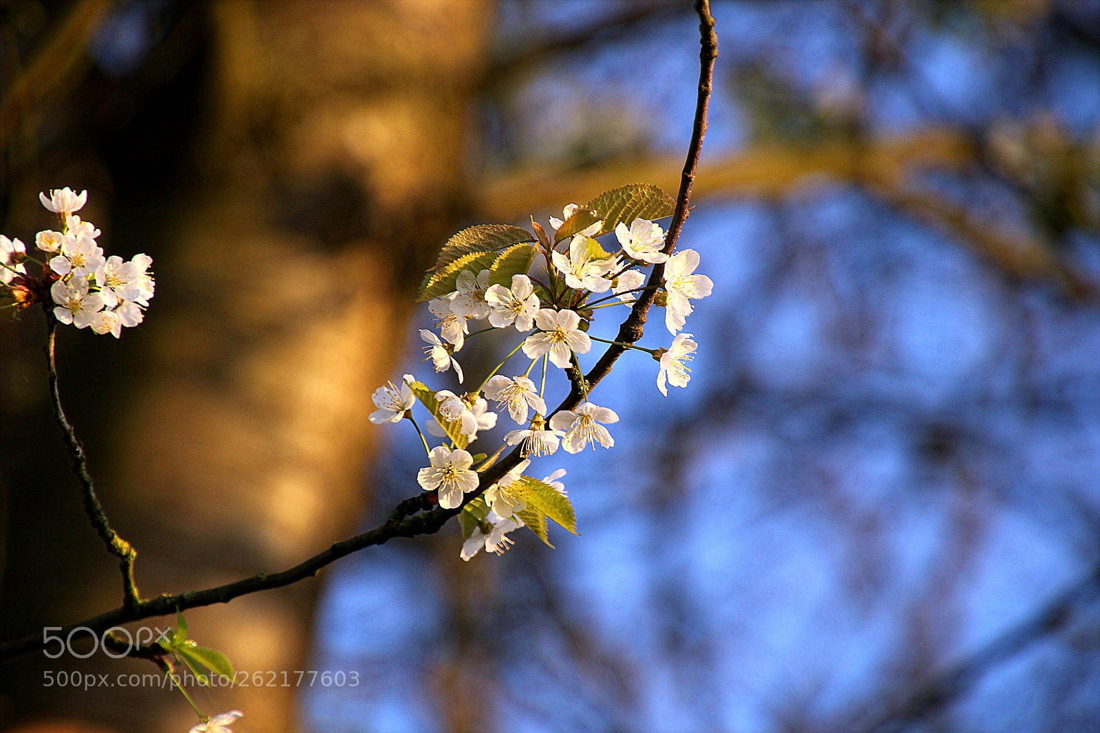 Canon EOS 7D Mark II sample photo. Za photography