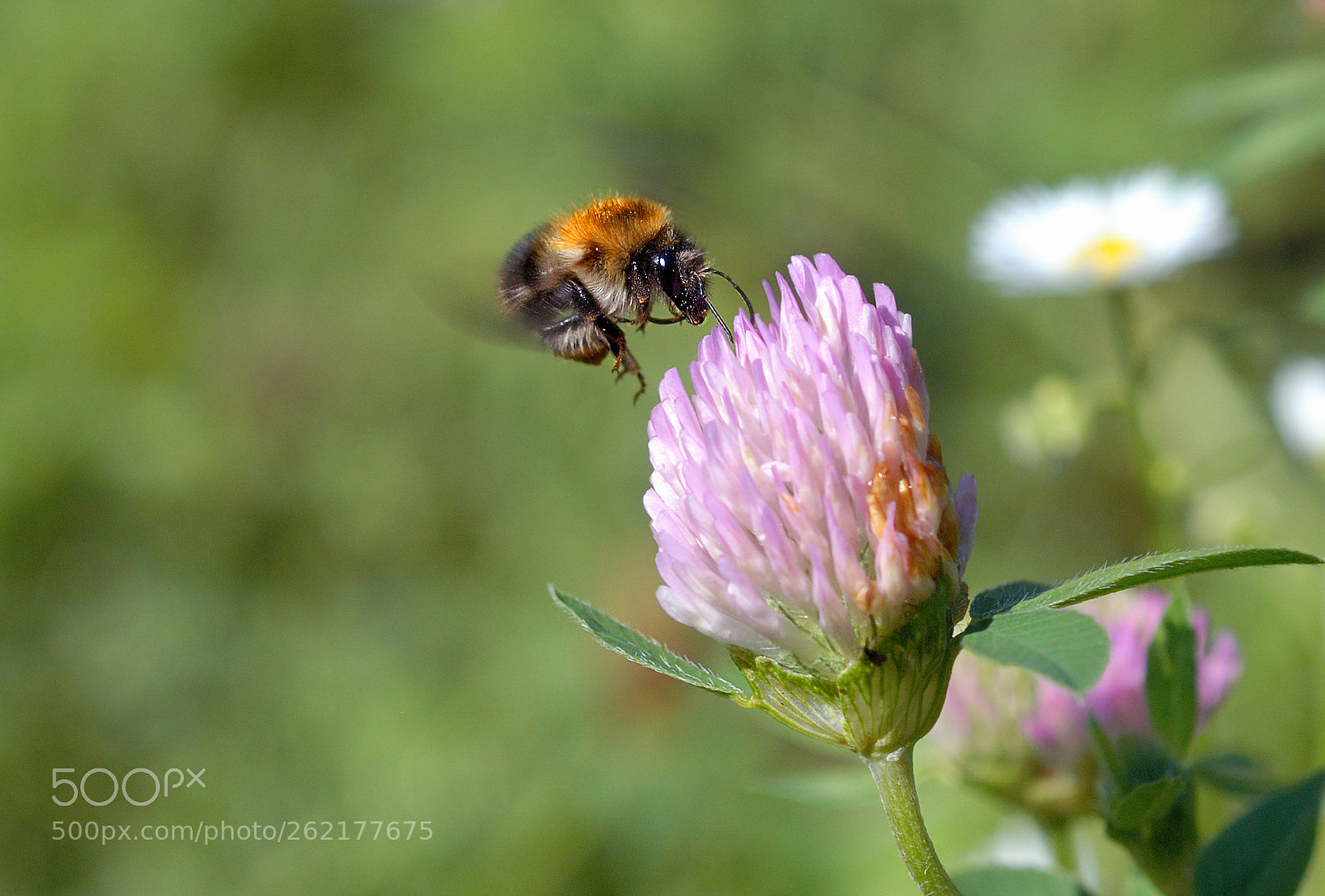 Nikon D80 sample photo. Bumblebee photography