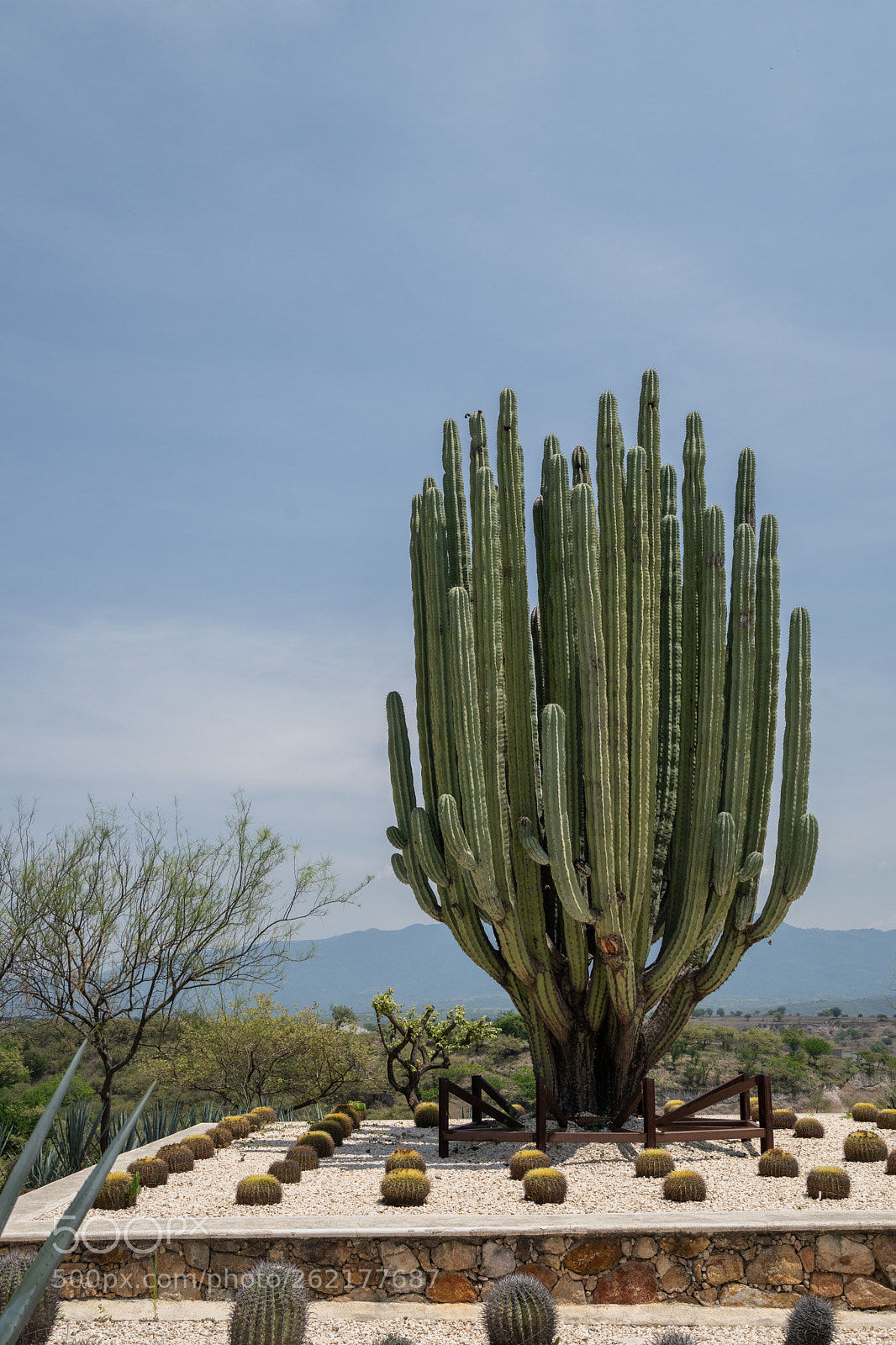 Sony a7 III sample photo. Cactus diversity photography