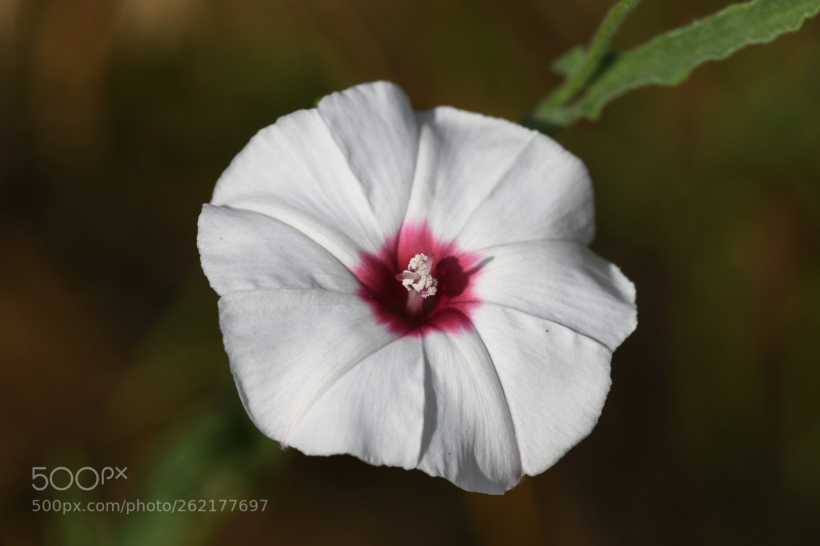 Sigma 150mm F2.8 EX DG OS Macro HSM sample photo. Mellow mallow photography