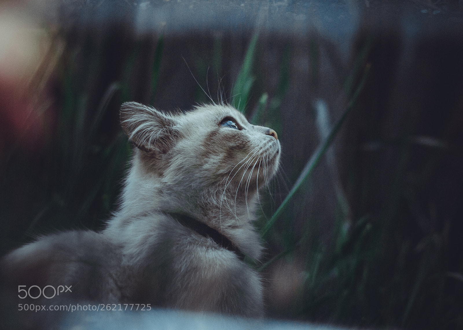 Nikon D3000 sample photo. Cat look photography