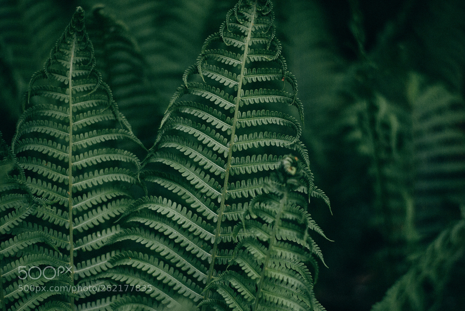 Nikon D3000 sample photo. Fern photography