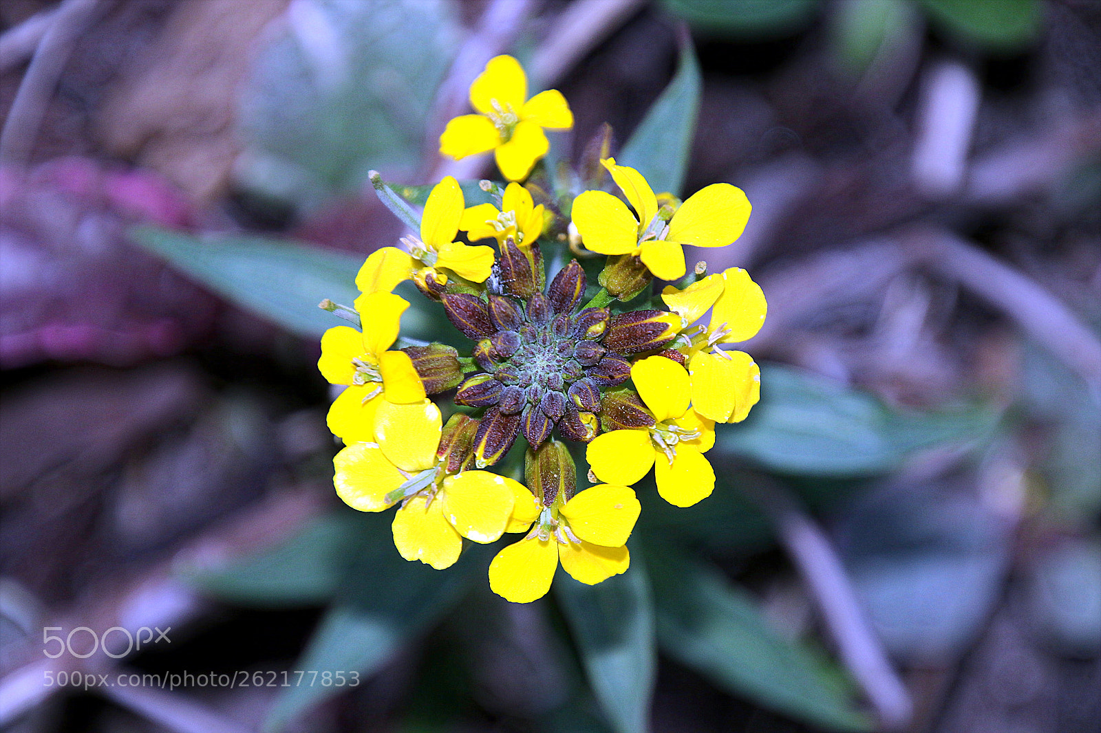 Canon EOS 7D Mark II sample photo. Za photography