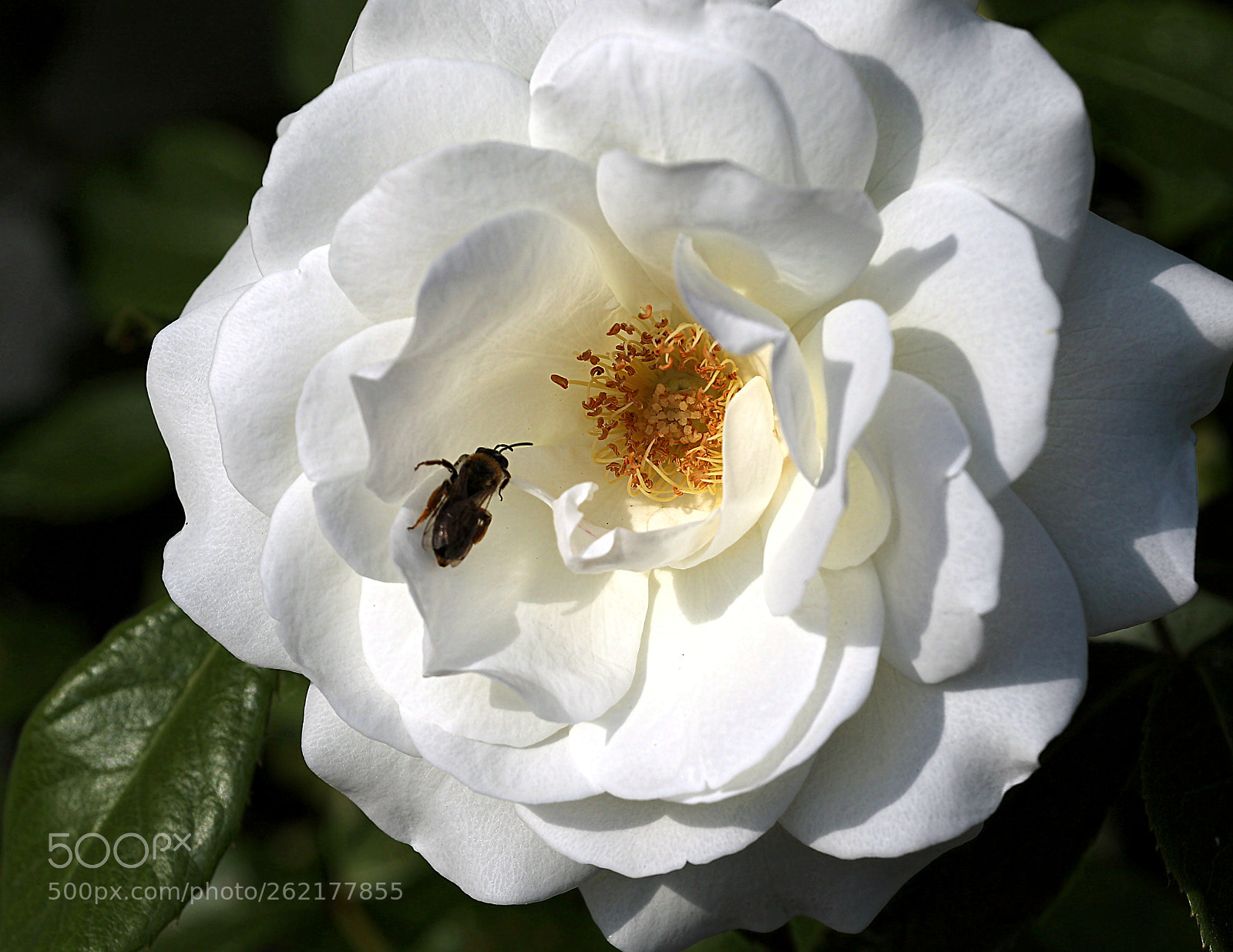 Canon EOS 7D Mark II sample photo. Za photography