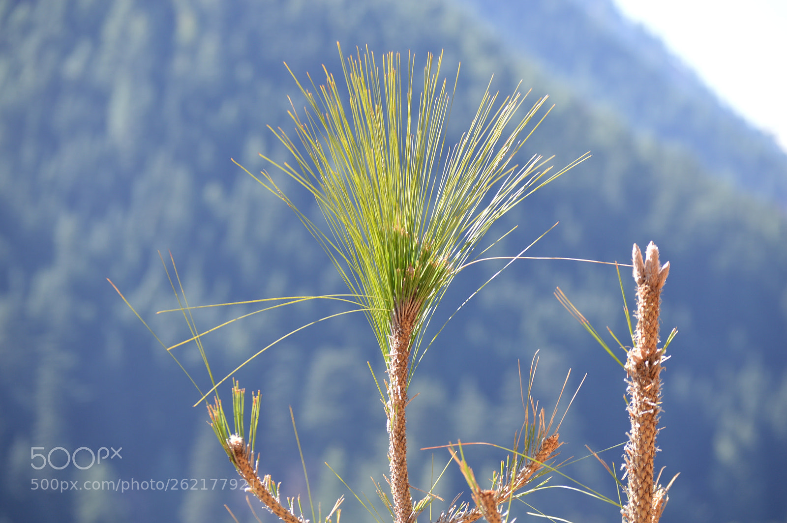 Nikon D3200 sample photo. Natural beauty photography