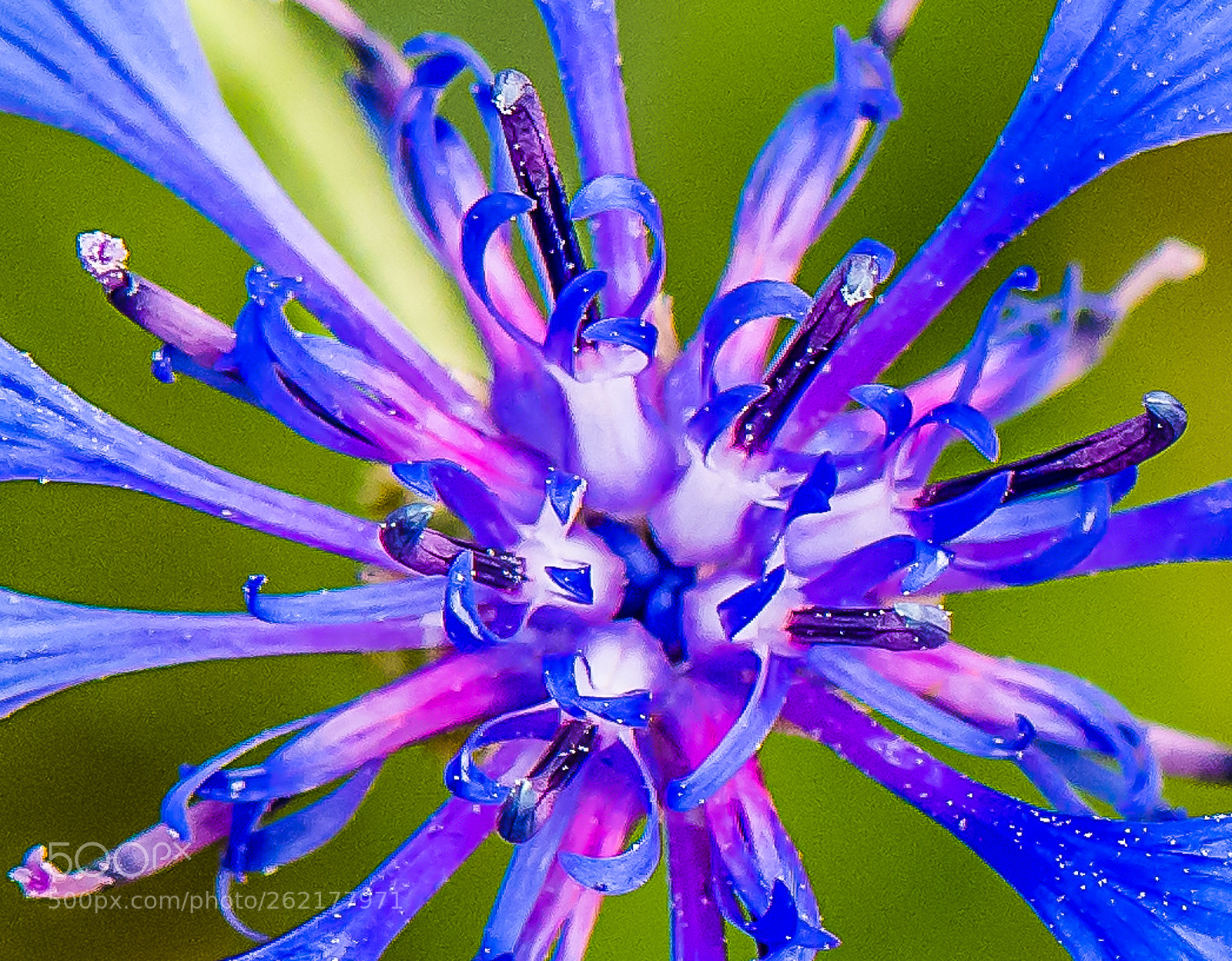 Nikon D500 sample photo. Flower photography