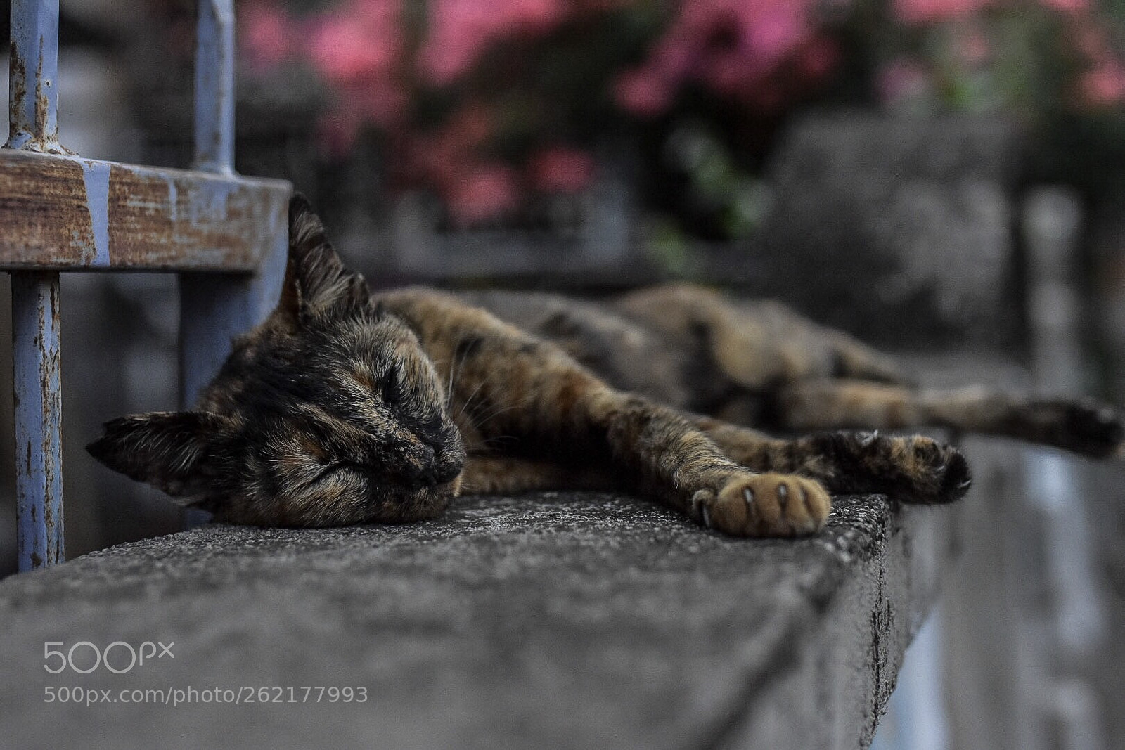 Nikon D7200 sample photo. Gili air cat  photography