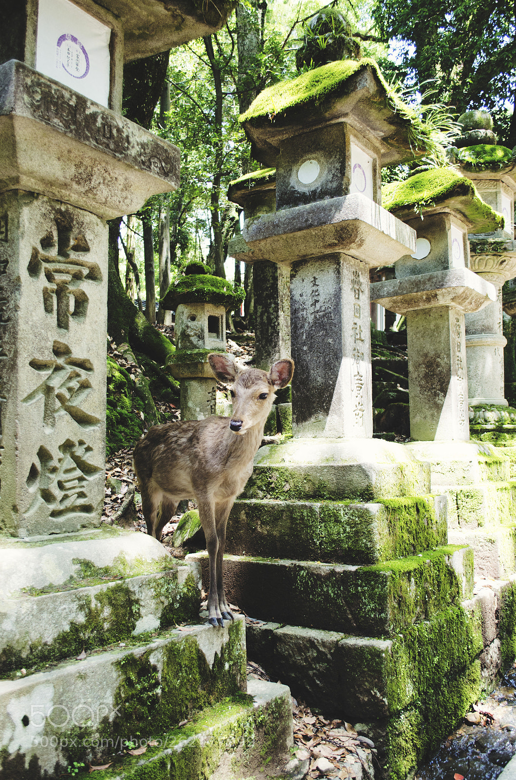 Nikon D5100 sample photo. Nara deer photography