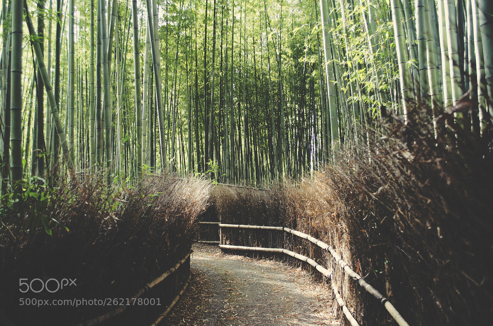 Nikon D5100 sample photo. Arashiyama bamboo grove photography