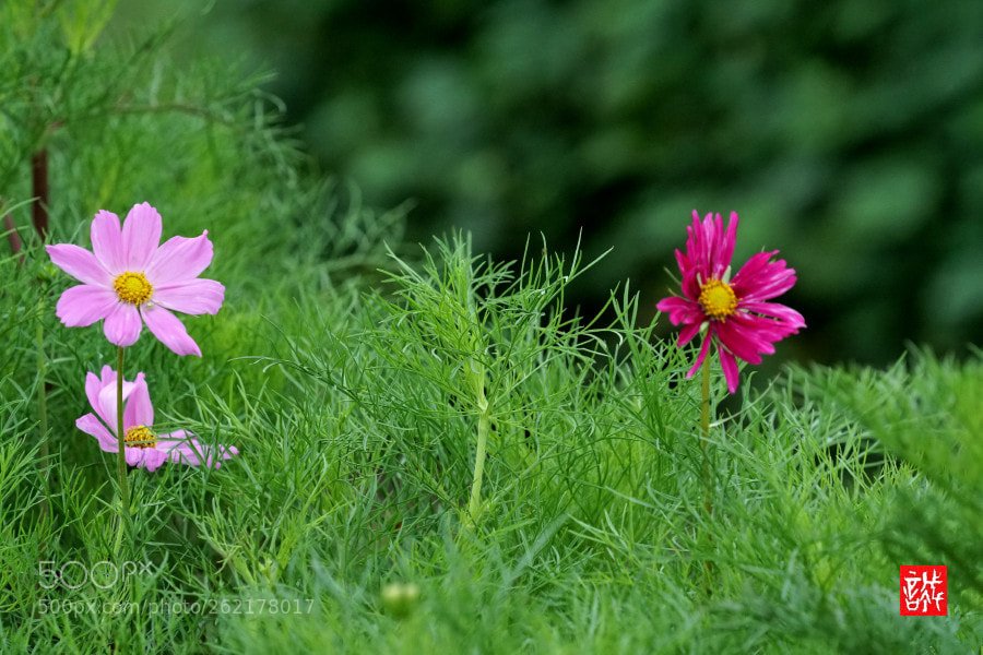 Sony a6500 sample photo. Cosmos 0614 photography
