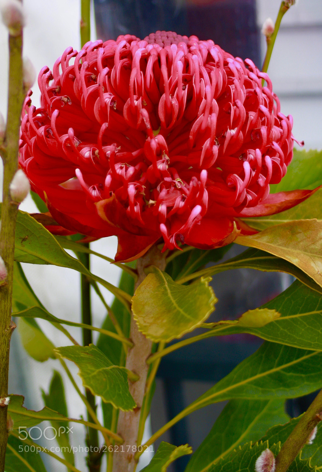 Canon EOS 1000D (EOS Digital Rebel XS / EOS Kiss F) sample photo. Waratha photography