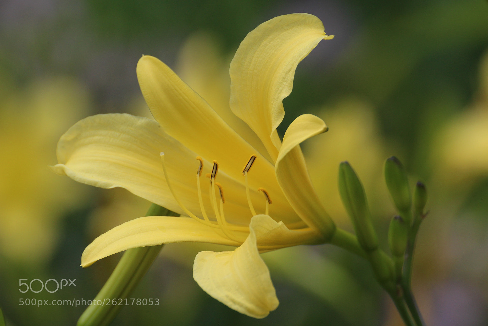 Canon EOS 700D (EOS Rebel T5i / EOS Kiss X7i) sample photo. Lily yellow photography