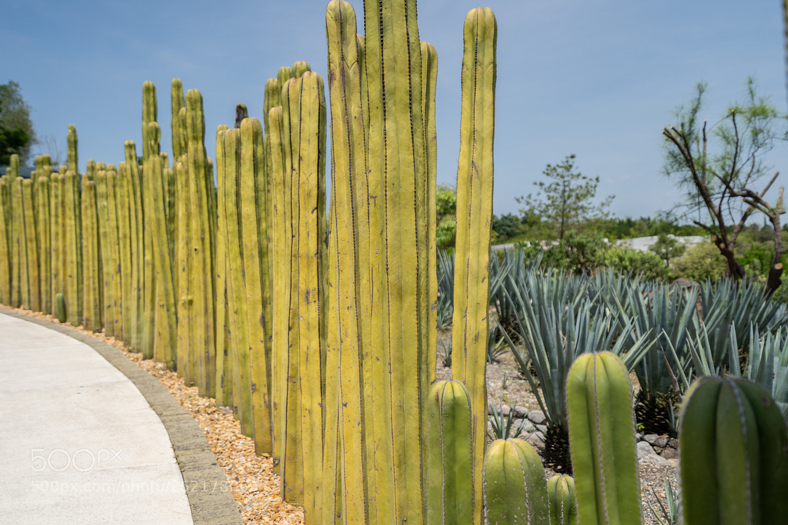 Sony a7 III sample photo. Cactus pathway photography