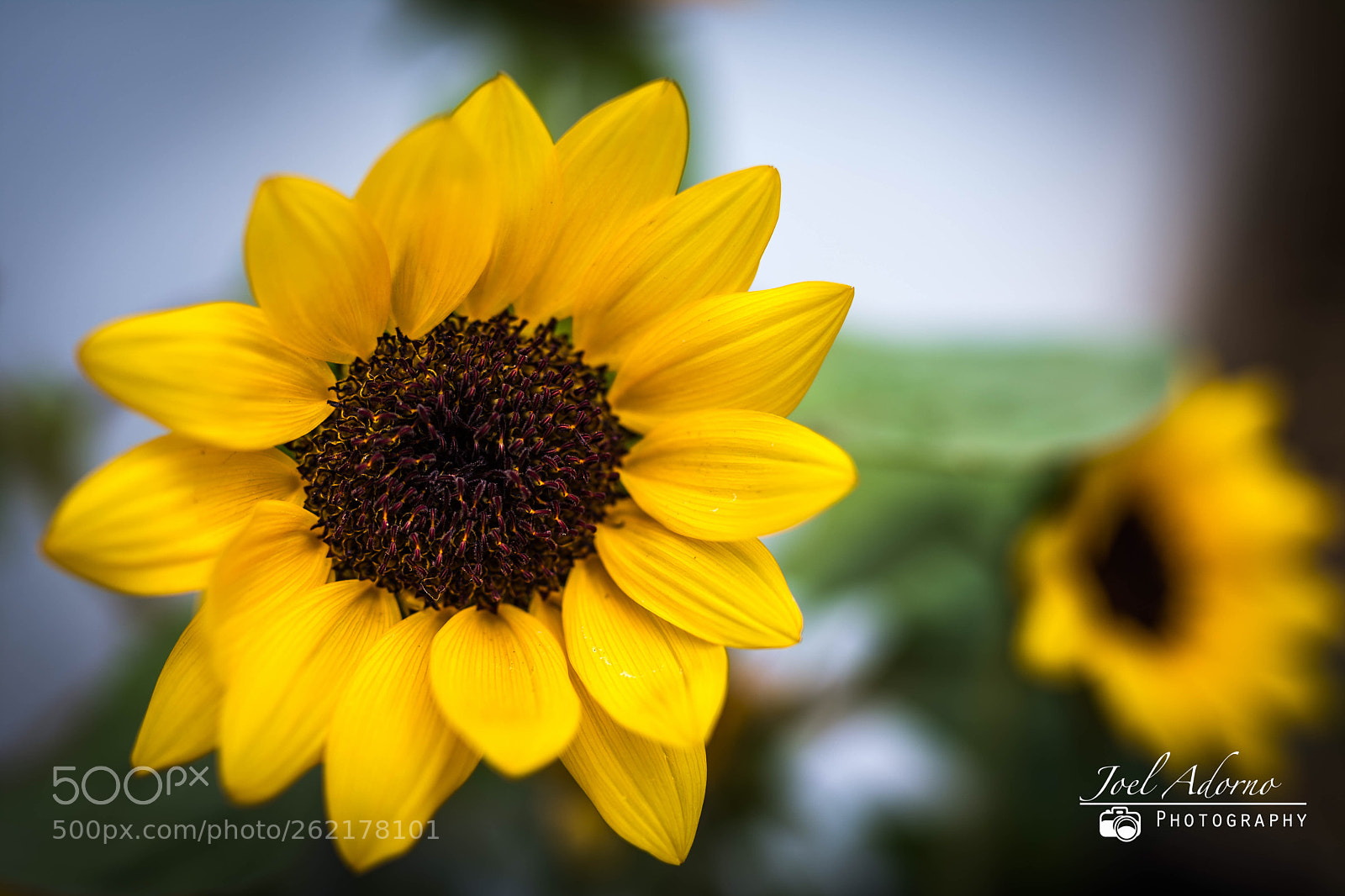 Nikon D7200 sample photo. Girasol photography