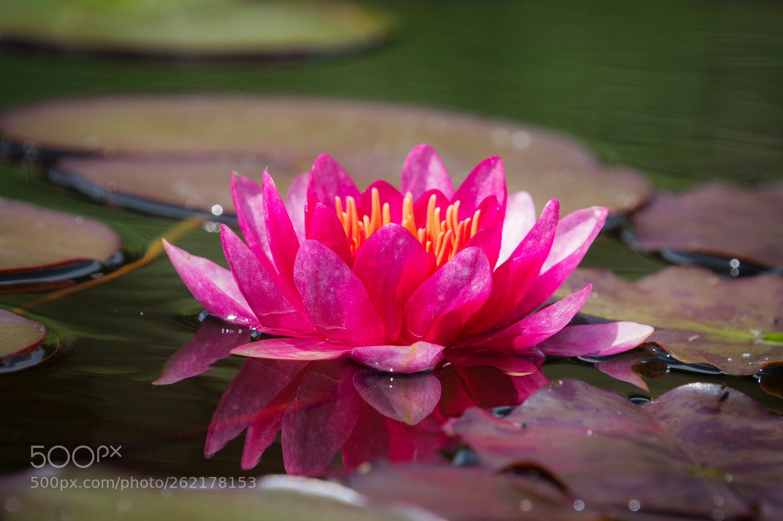 Nikon D7100 sample photo. Pink princess photography