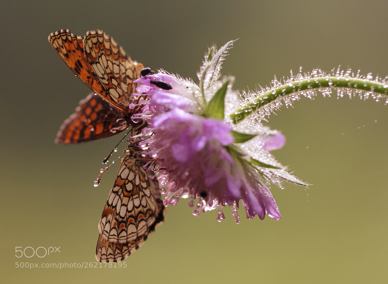 Sigma 150mm f/2.8 EX DG OS HSM APO Macro sample photo. ... photography