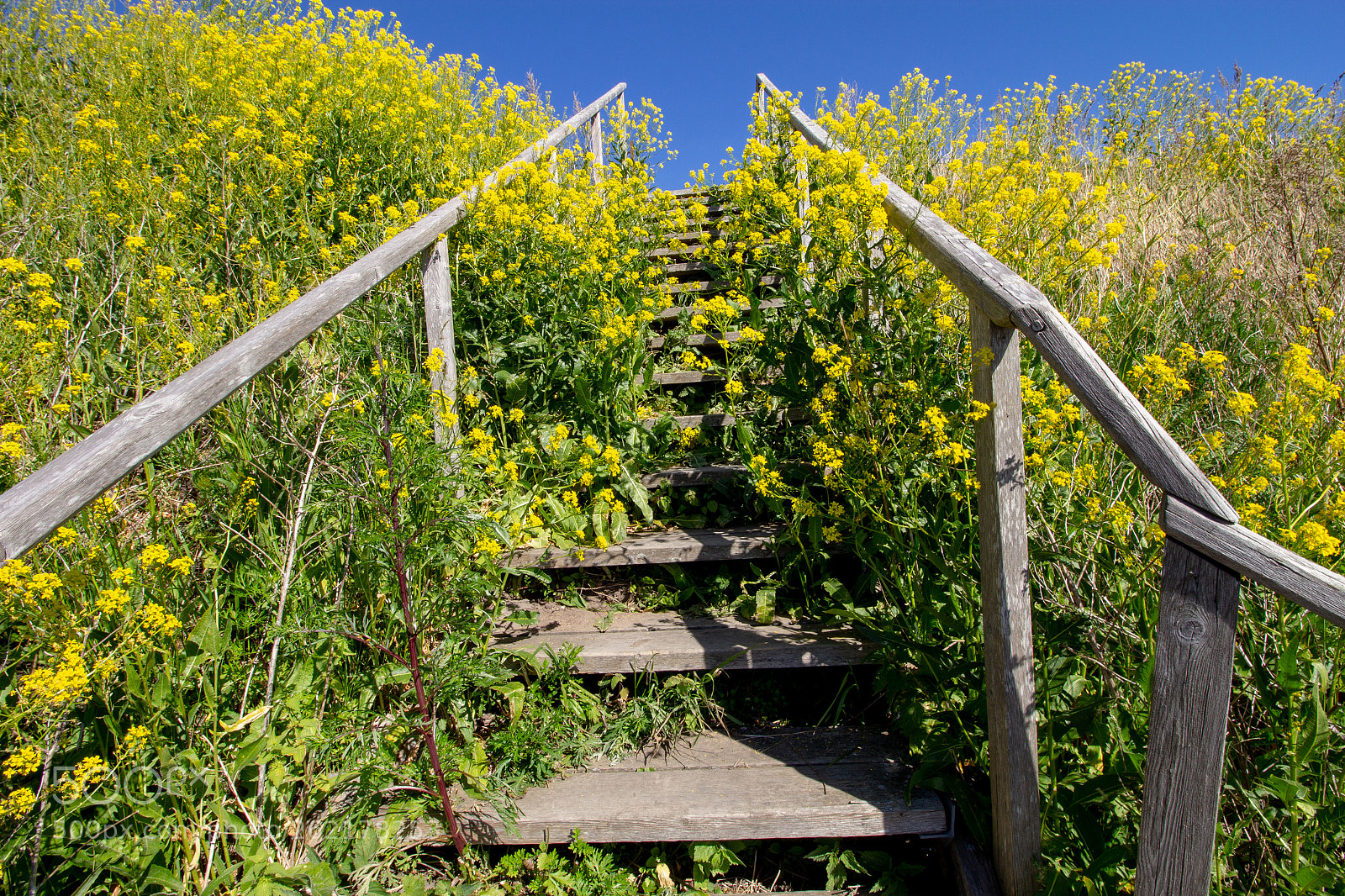 Canon EOS 60D sample photo. Overgrowth photography