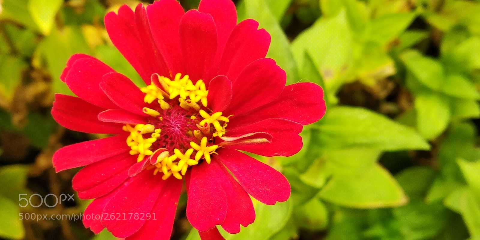 Xiaomi Redmi Note 5 sample photo. My pic photography