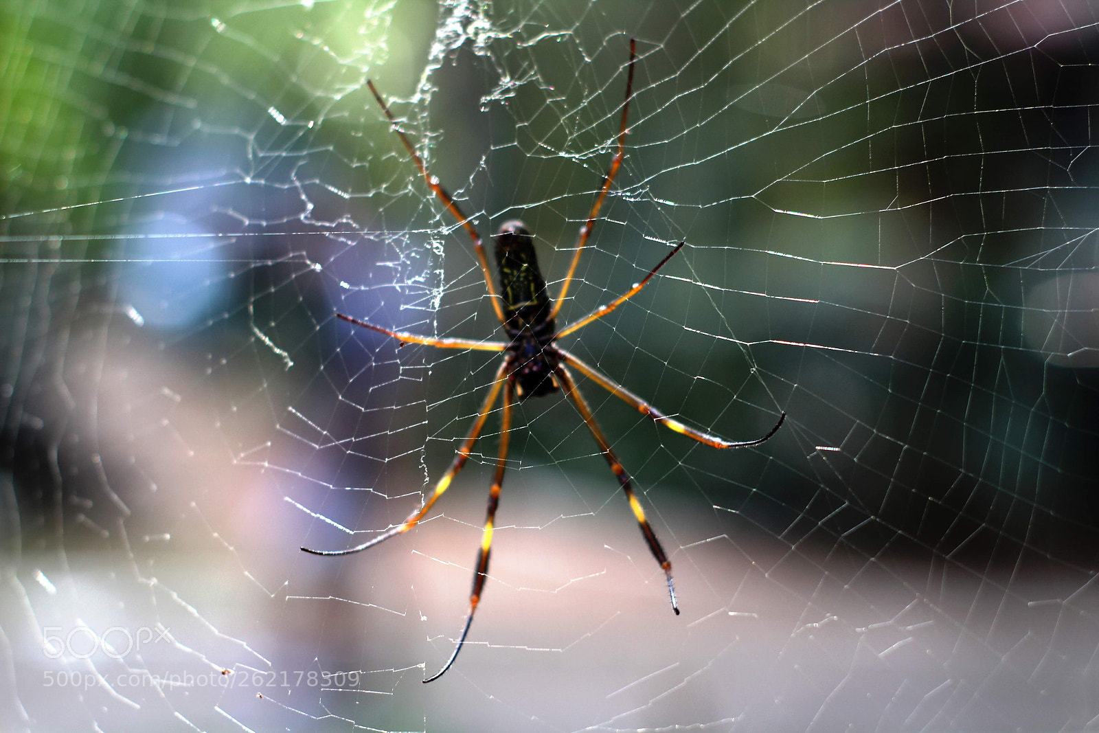 Canon EOS 1300D (EOS Rebel T6 / EOS Kiss X80) sample photo. Spider photography