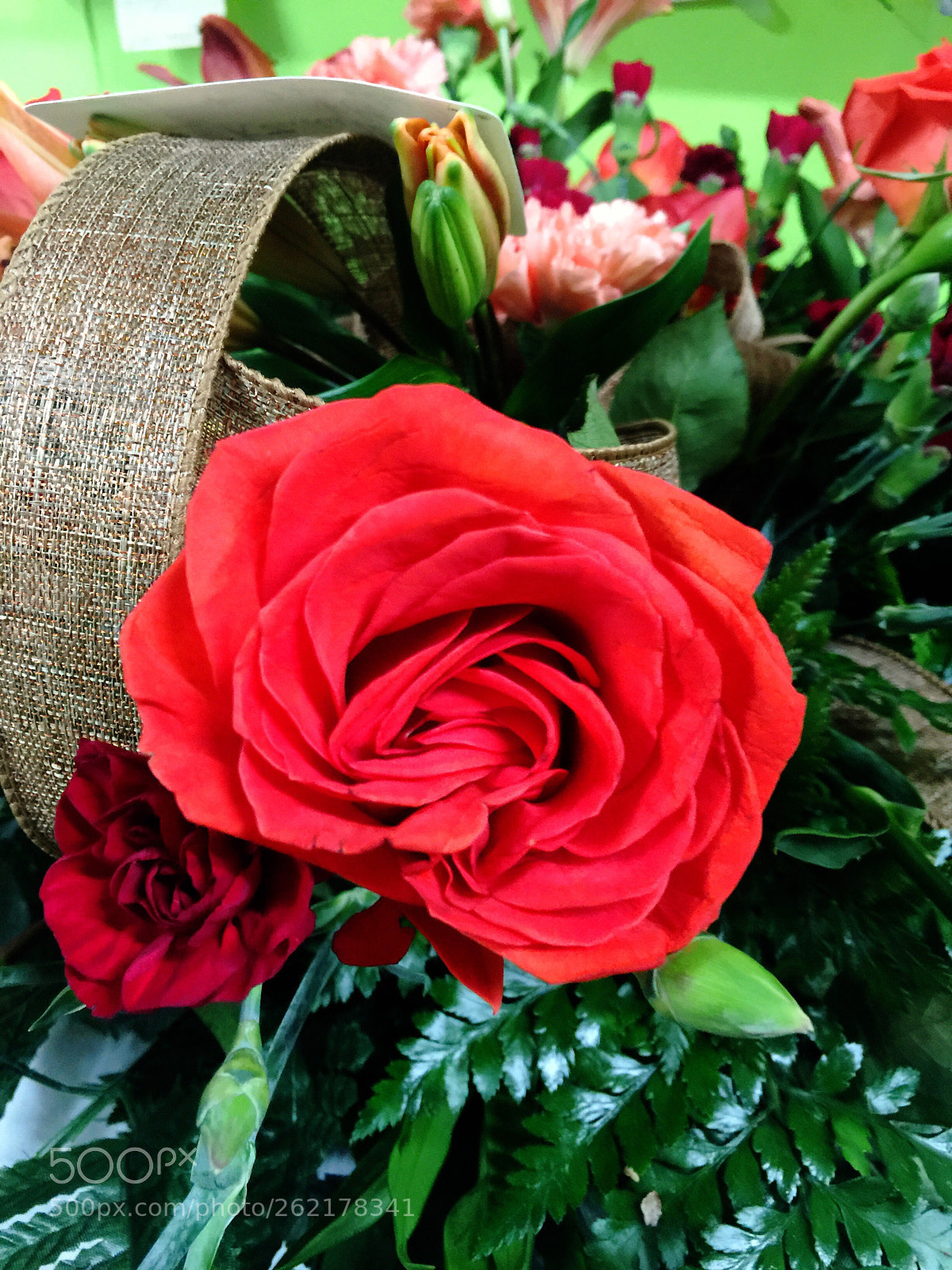 Apple iPhone 6 Plus sample photo. Today’s flower ?  photography