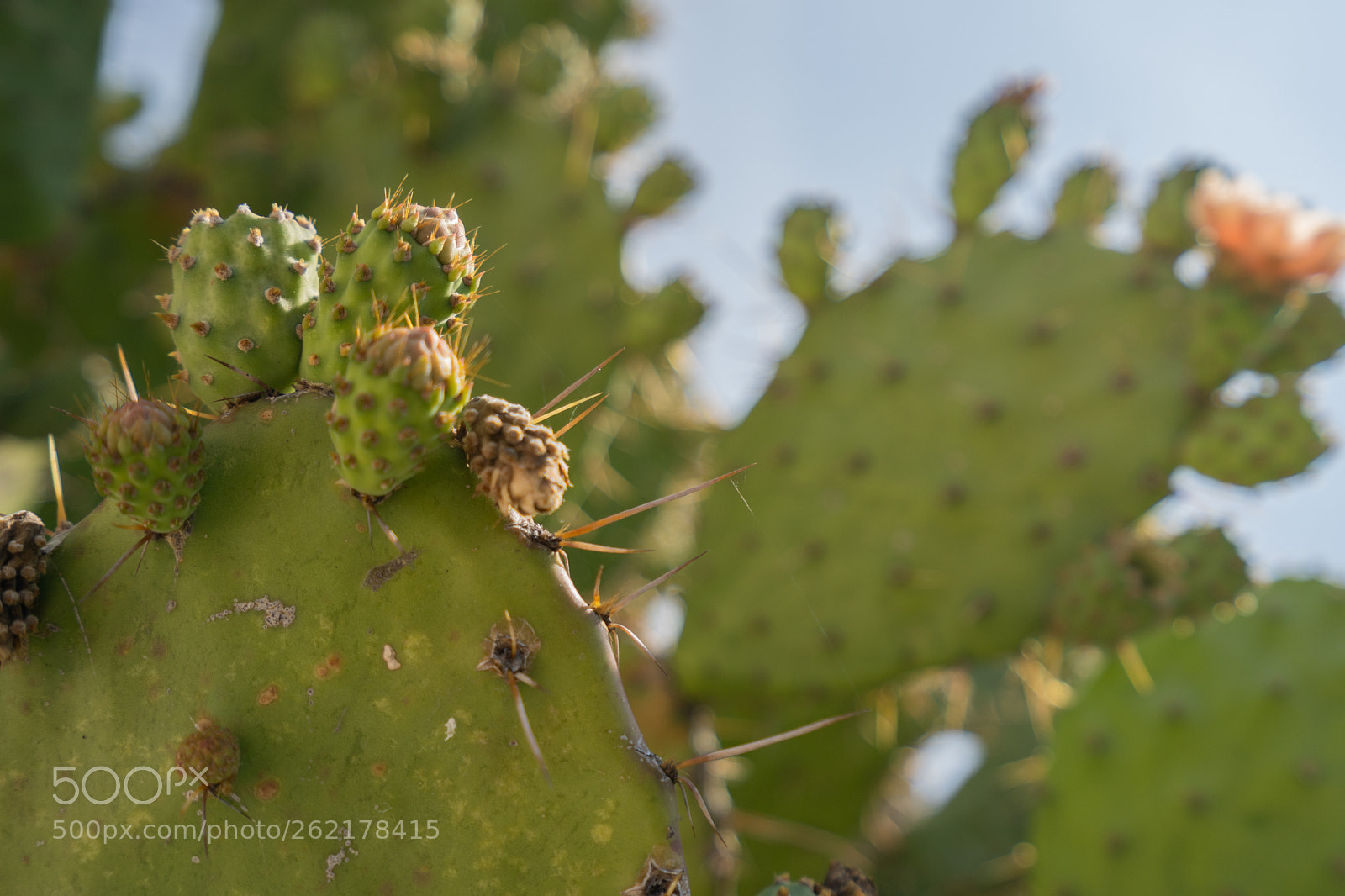 Sony a7 III sample photo. Mexican cactus photography