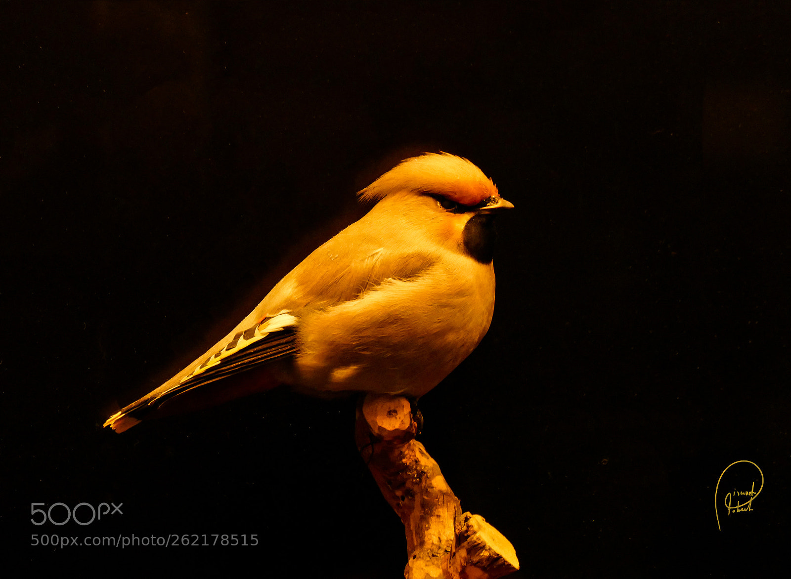 Leica V-Lux (Typ 114) sample photo. Bird photography