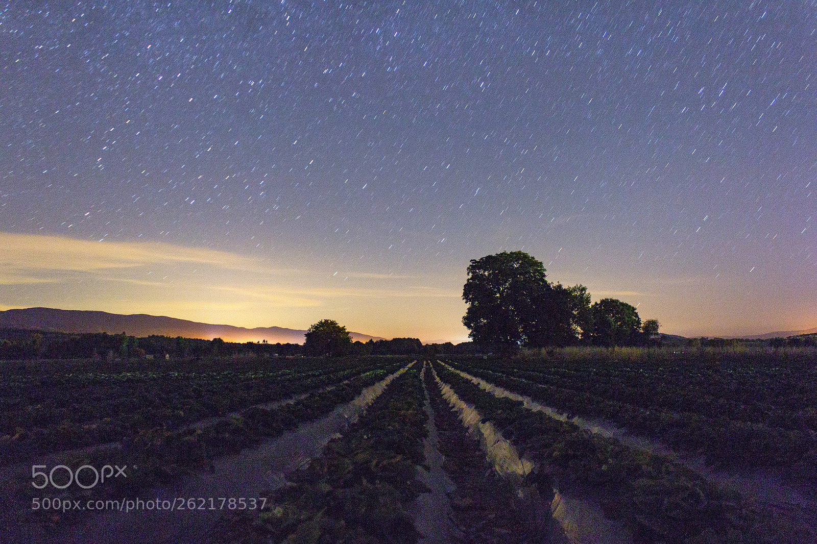 Canon EOS 60D sample photo. Strawberry farm photography